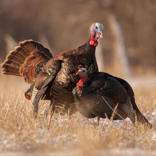 3/4 Strut Jake Decoy