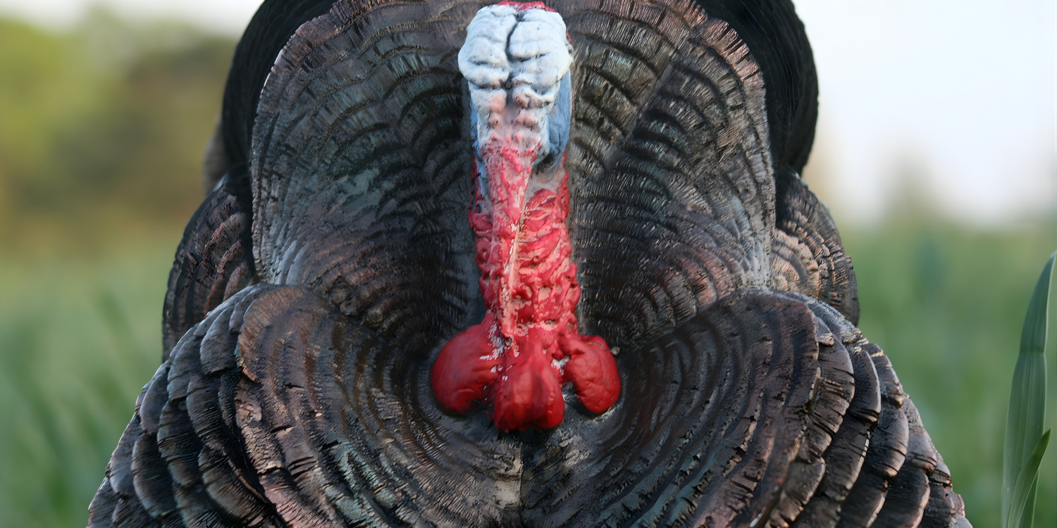 Turkey Season
