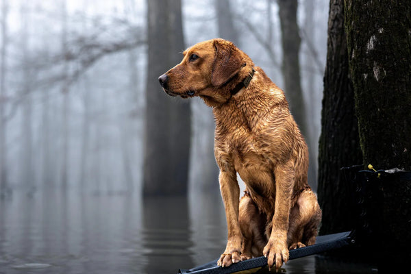 Team Gun Dog TPU Coated Adjustable Waterproof Collar - Mud Brown