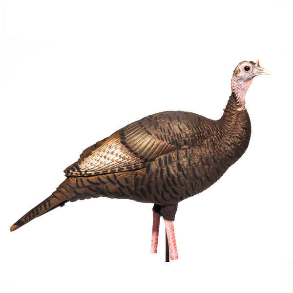 Upright Hen