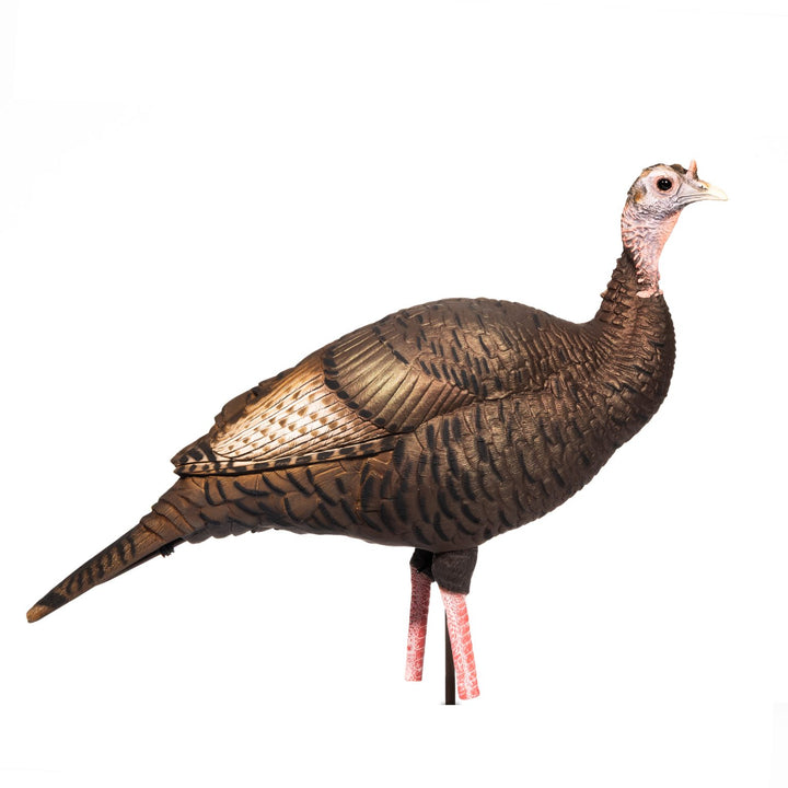 Upright Hen