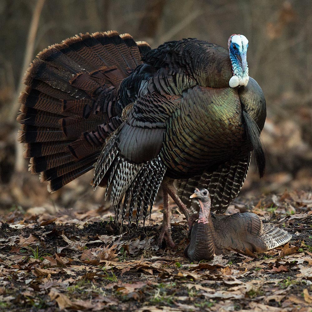 Mating Hen