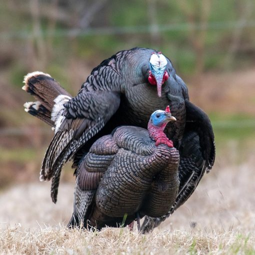3/4 Strut Jake Decoy