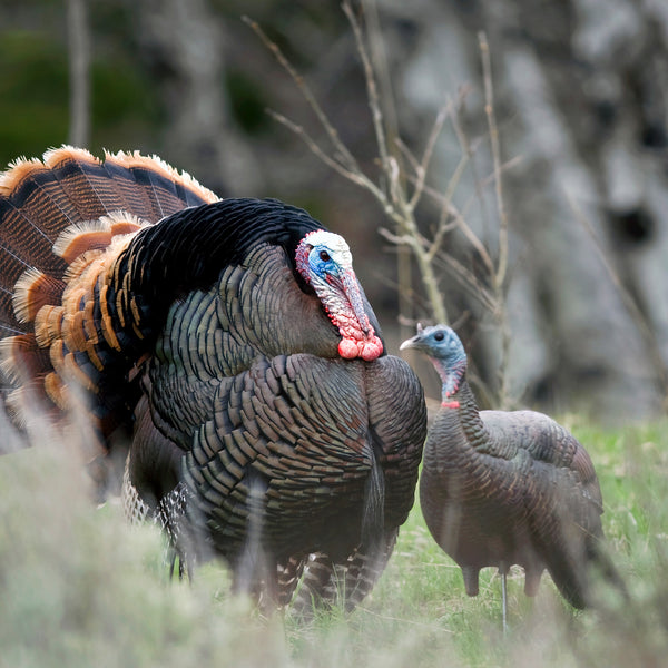 Upright Hen