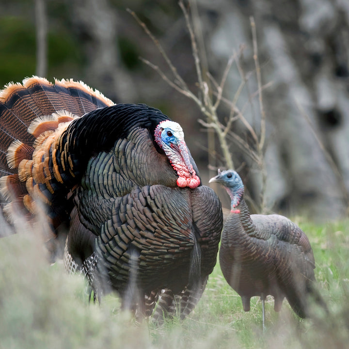 Upright Hen