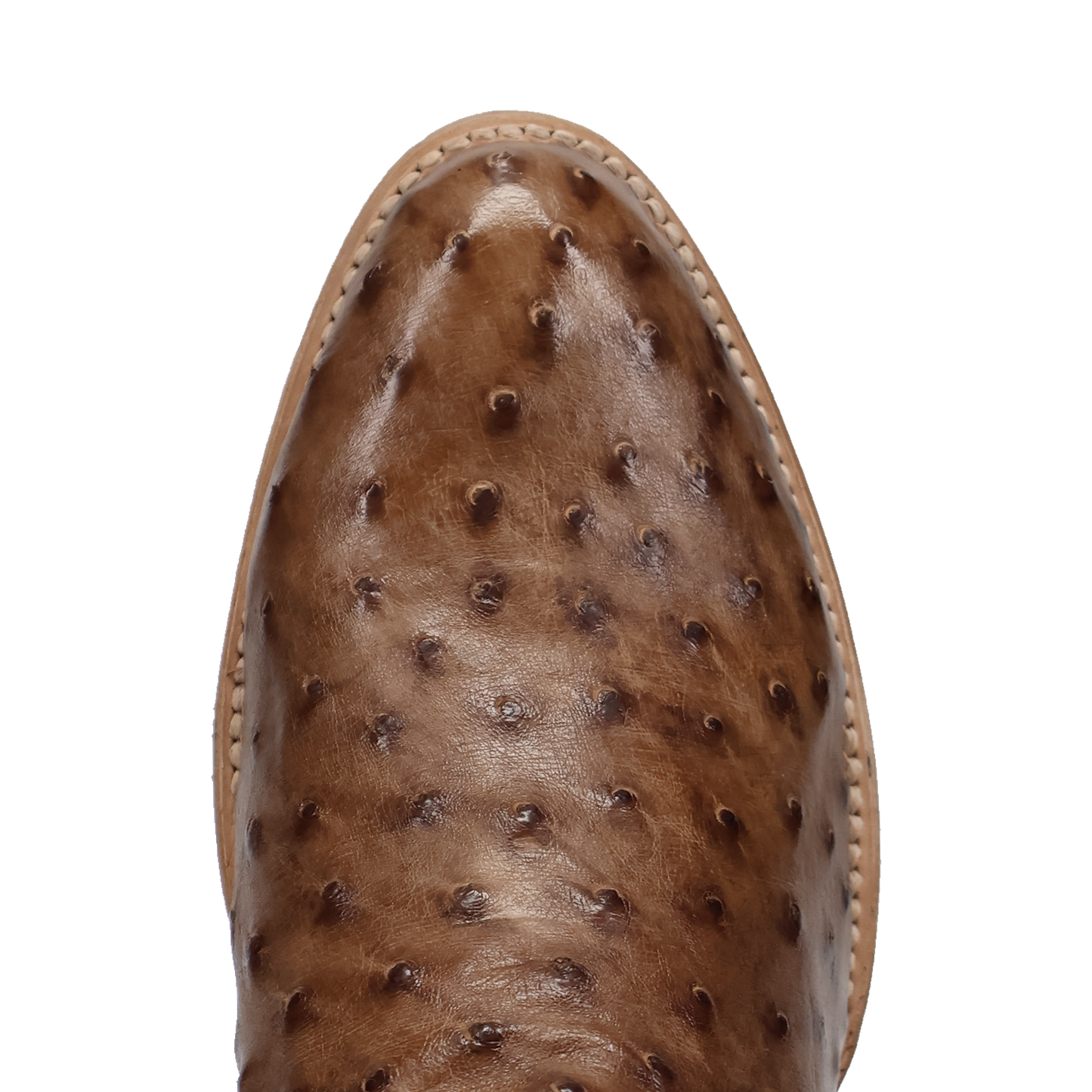 Gauge Full Quill Ostrich - Brown