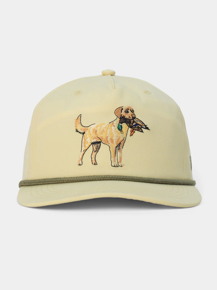Yellow Lab - Ivory
