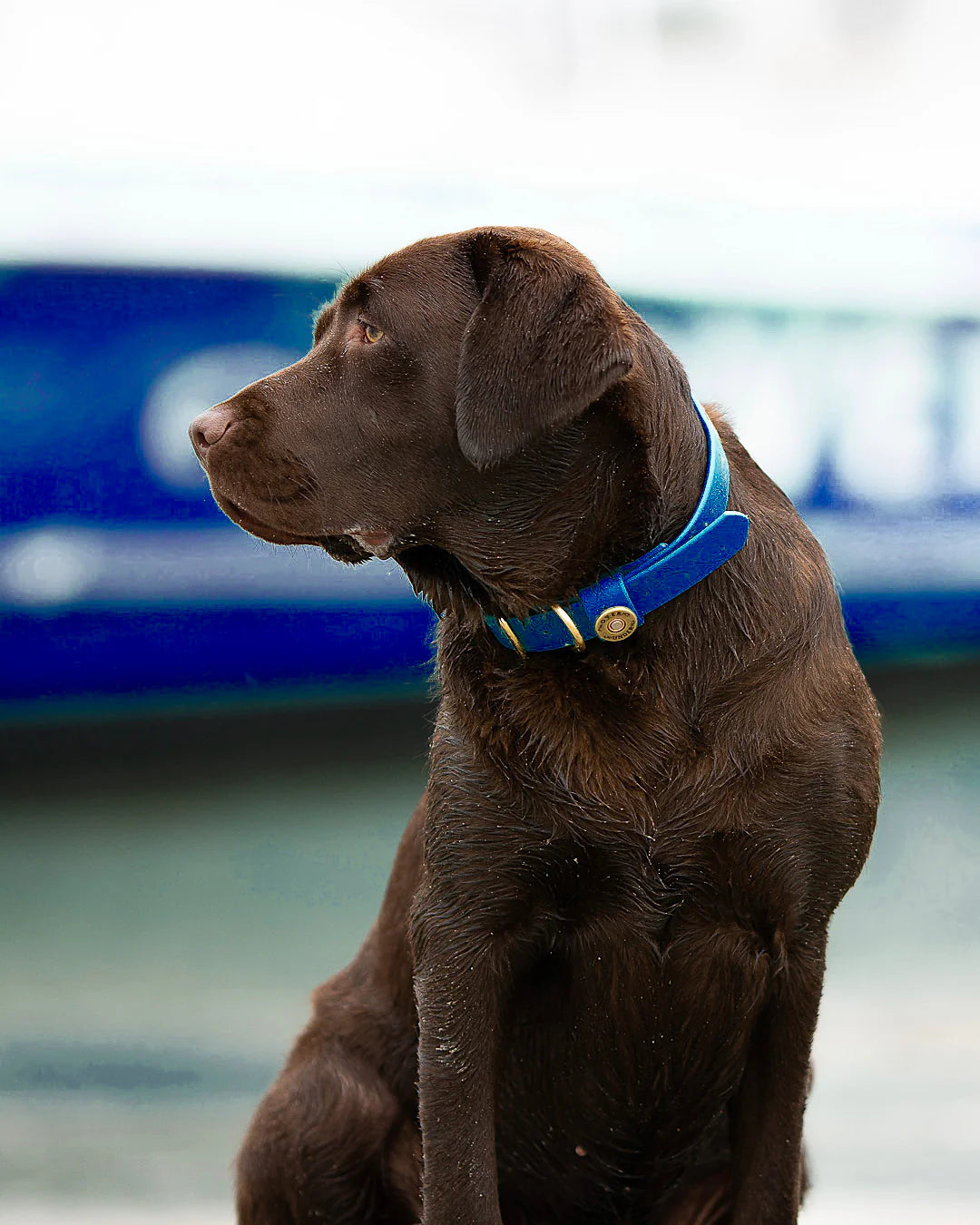 Waterproof Dog Collar - Navy