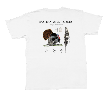 Eastern Wild Turkey - White