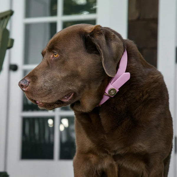 Waterproof Dog Collar - Lavender