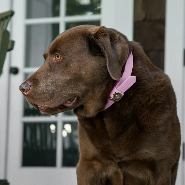 Waterproof Dog Collar - Lavender